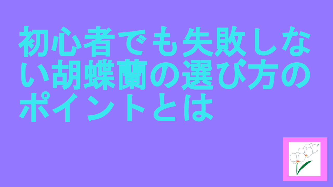 初心者でも失敗しない胡蝶蘭の選び方のポイントとは