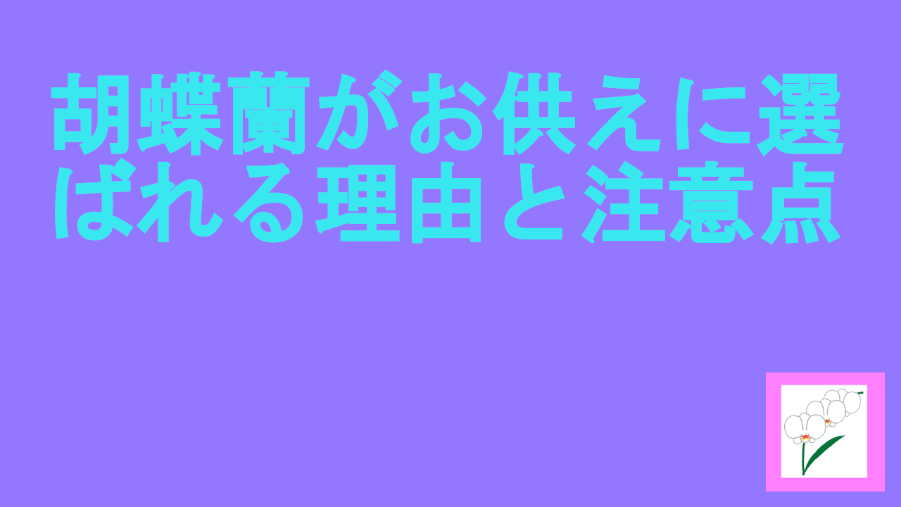 胡蝶蘭がお供えに選ばれる理由と注意点