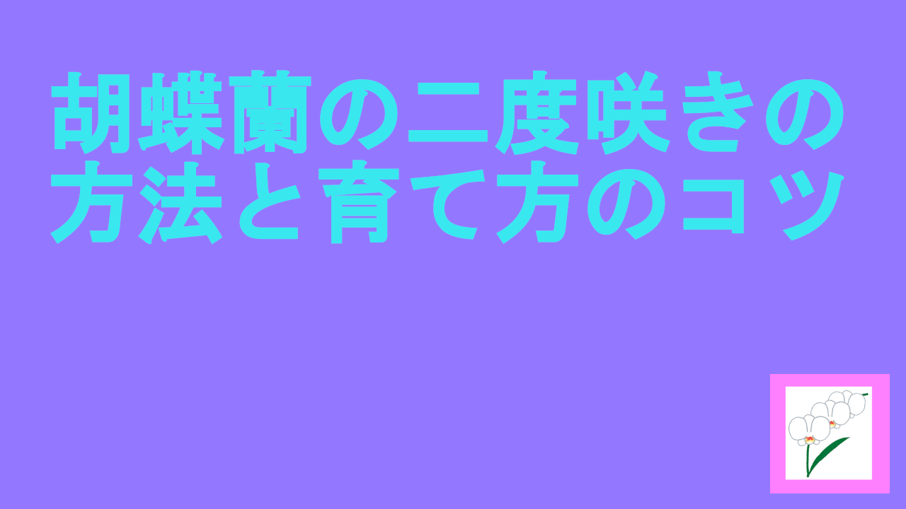 胡蝶蘭の二度咲きの方法と育て方のコツ