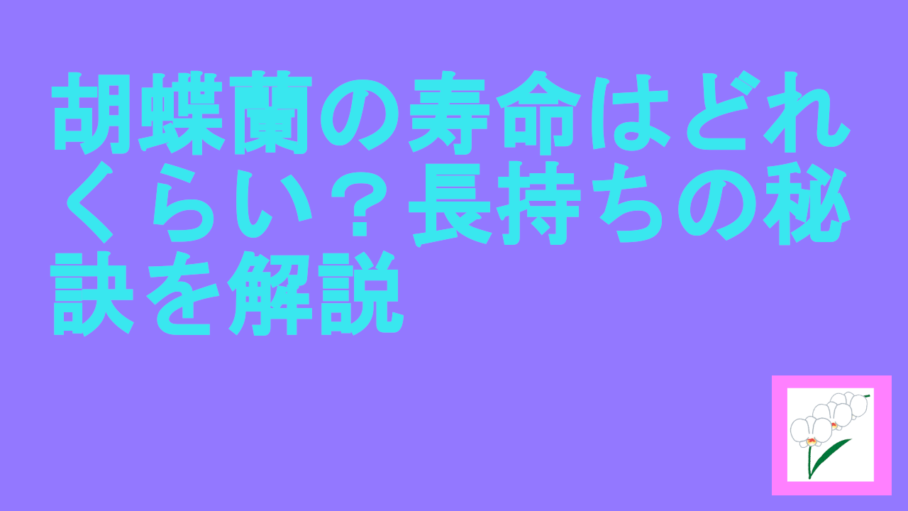 胡蝶蘭の寿命はどれくらい？長持ちの秘訣を解説