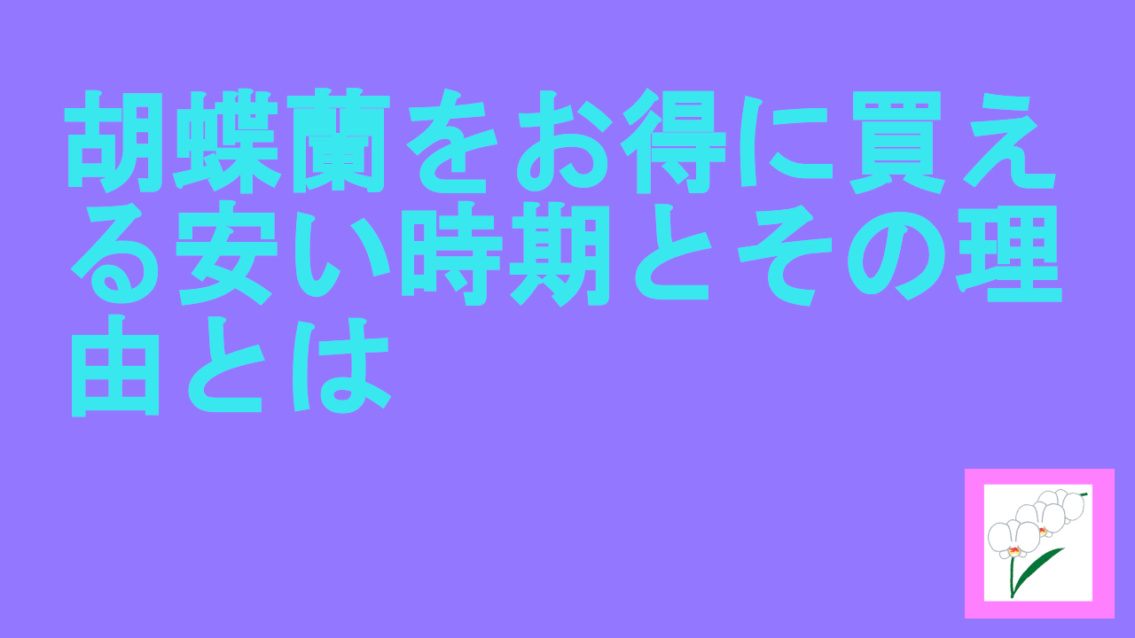 胡蝶蘭をお得に買える安い時期とその理由とは