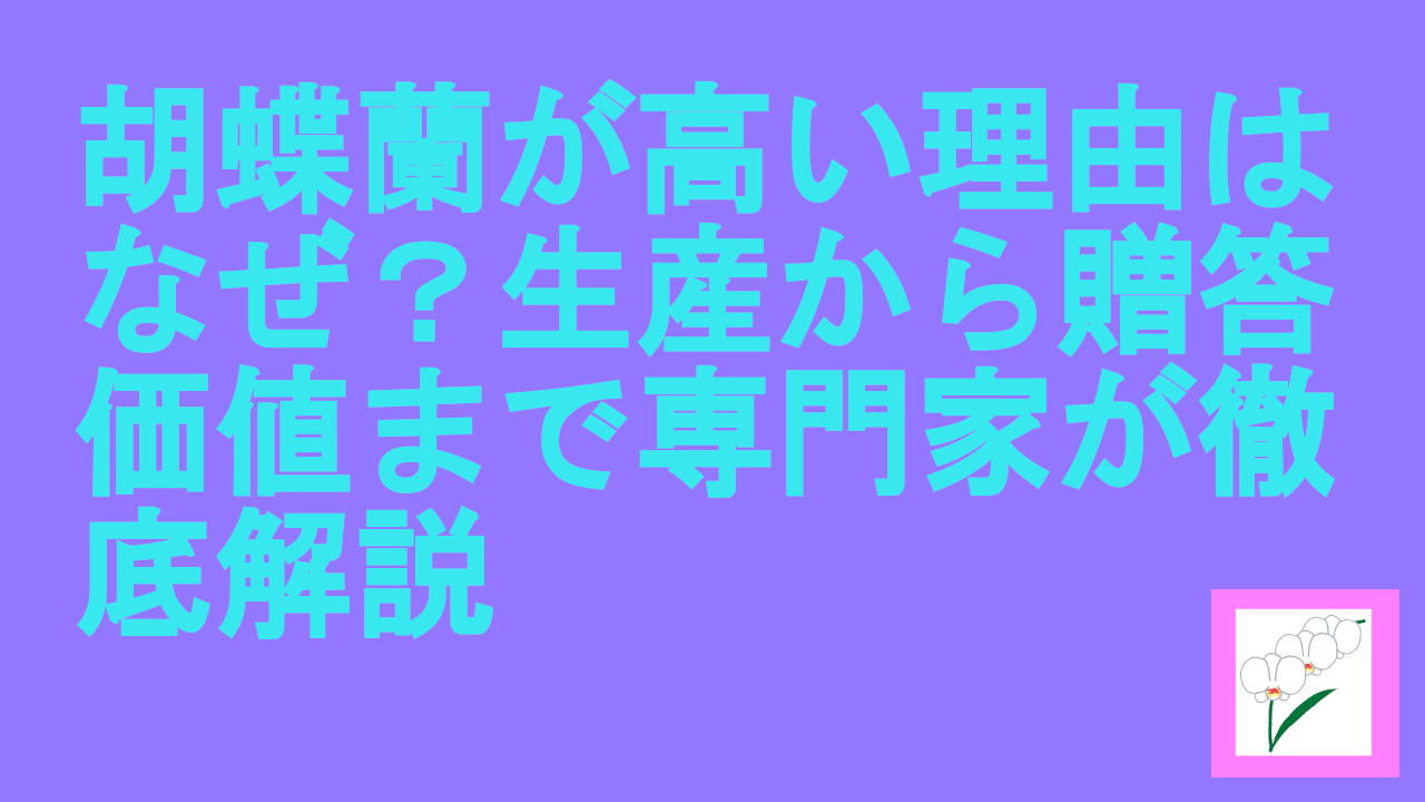 胡蝶蘭が高い理由はなぜ？生産から贈答価値まで専門家が徹底解説