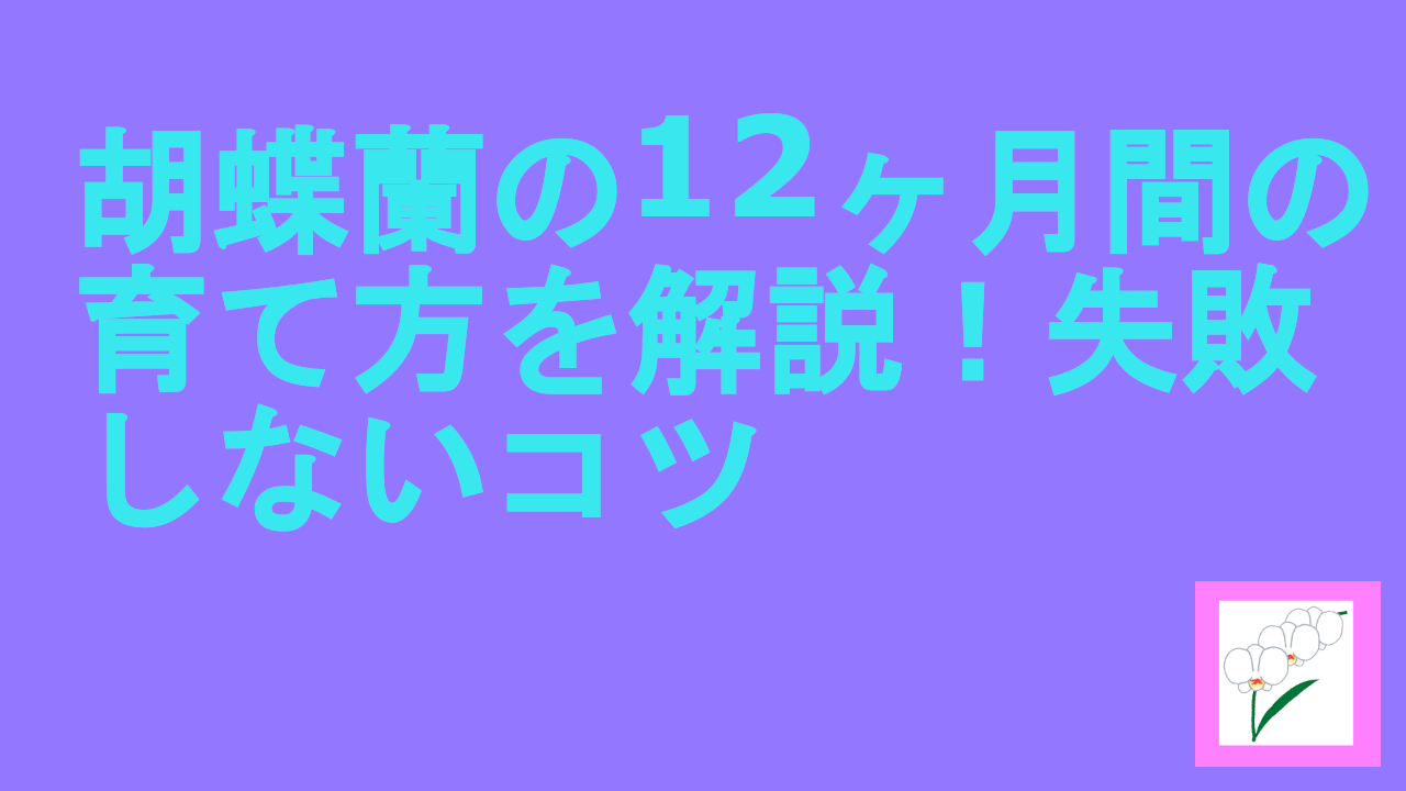 胡蝶蘭の12ヶ月間の育て方を解説！失敗しないコツ