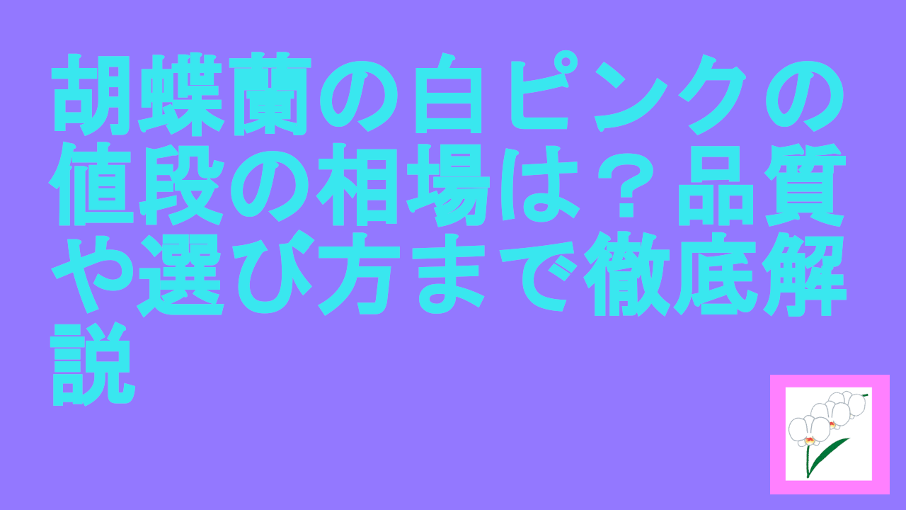 胡蝶蘭の白ピンクの値段の相場は？品質や選び方まで徹底解説