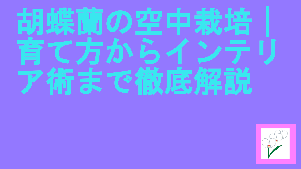 胡蝶蘭の空中栽培｜育て方からインテリア術まで徹底解説