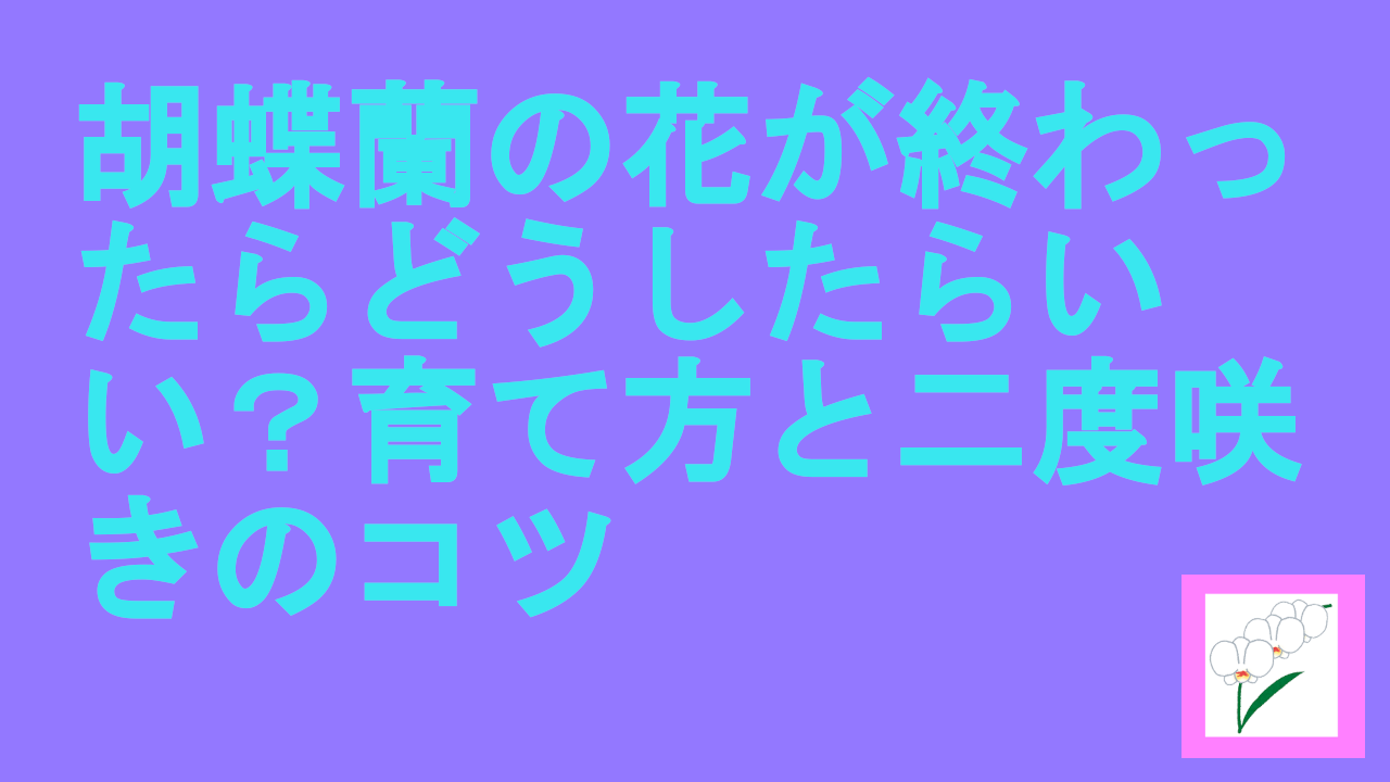 胡蝶蘭の花が終わったらどうしたらいい？育て方と二度咲きのコツ