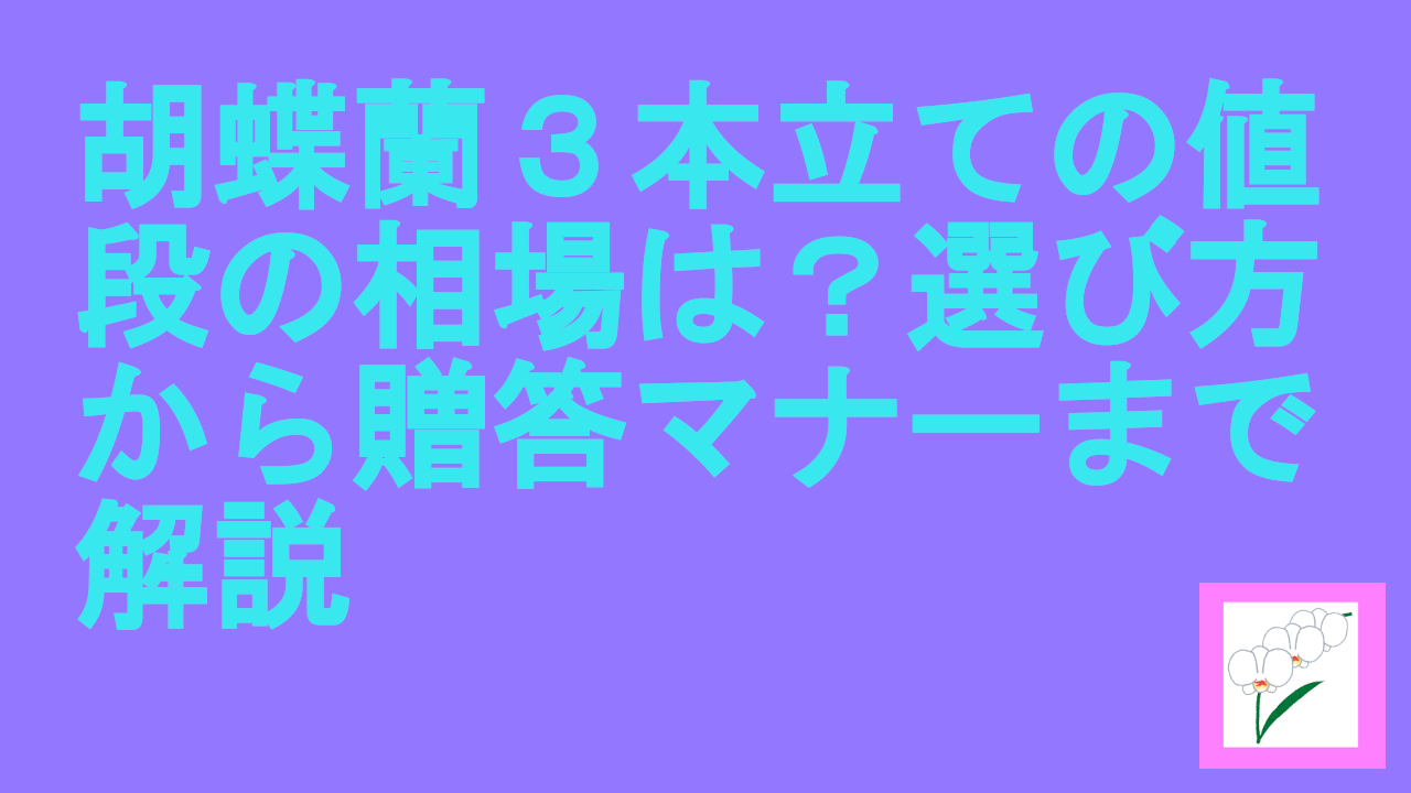 胡蝶蘭３本立ての値段の相場は？選び方から贈答マナーまで解説