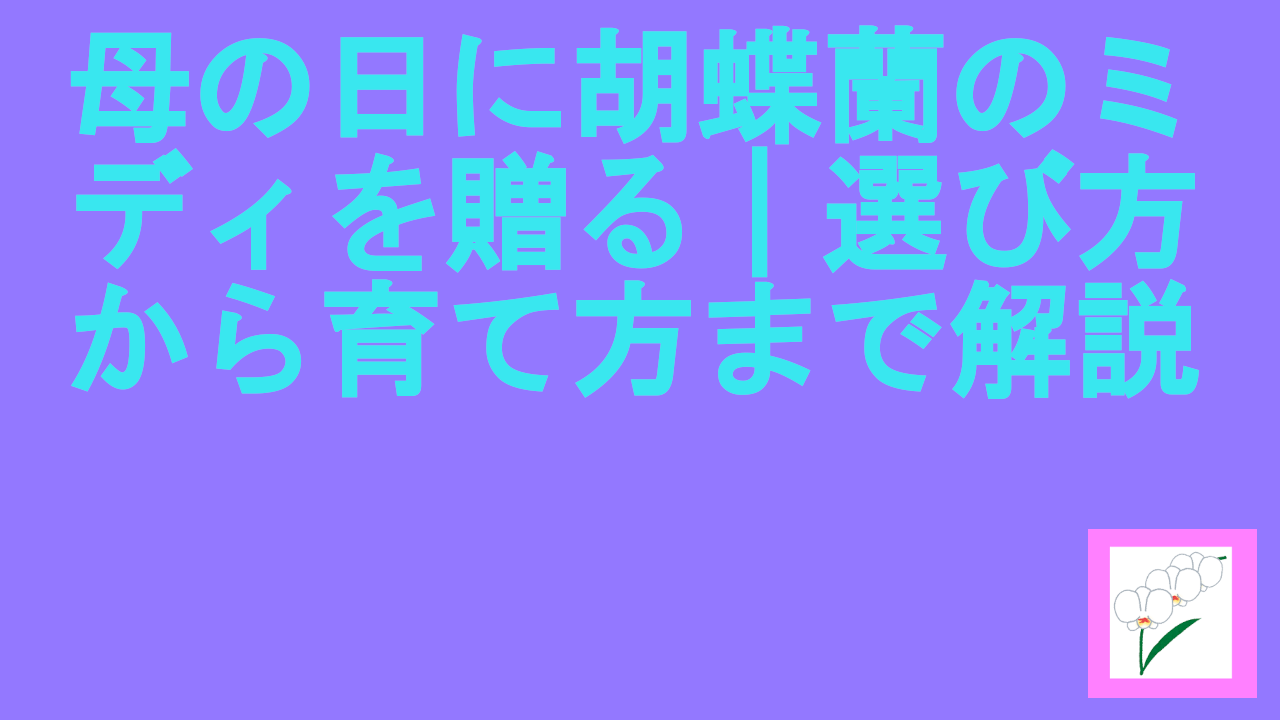 母の日に胡蝶蘭のミディを贈る｜選び方から育て方まで解説