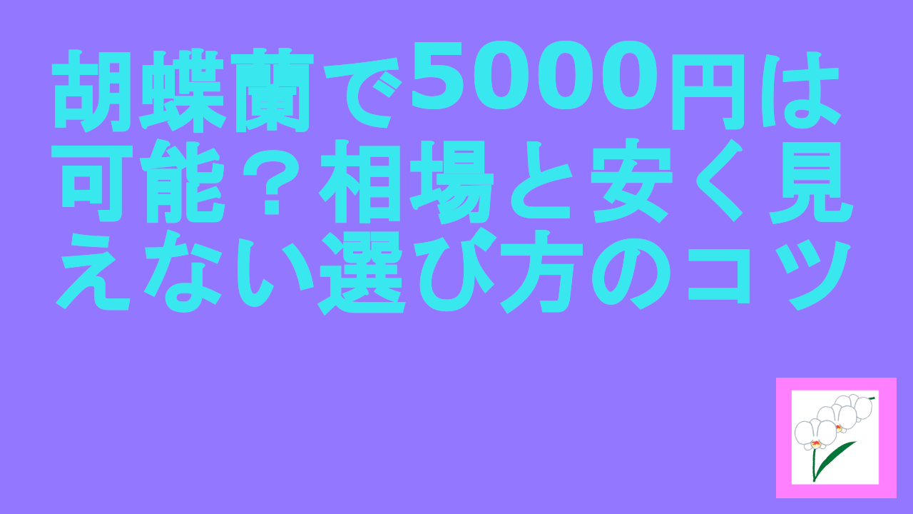 胡蝶蘭で5000円は可能？相場と安く見えない選び方のコツ