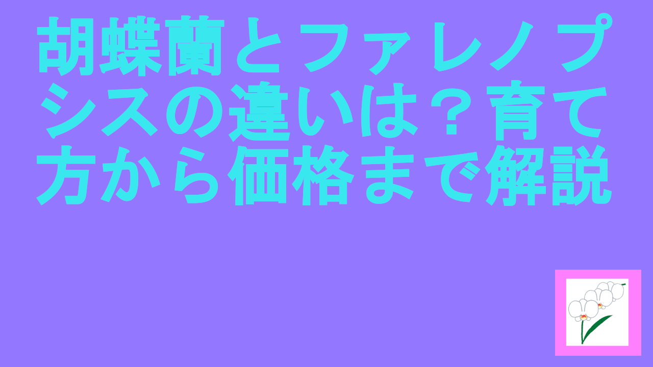 胡蝶蘭とファレノプシスの違いは？育て方から価格まで解説