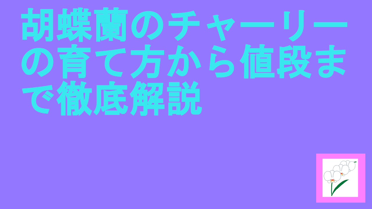 胡蝶蘭のチャーリーの育て方から値段まで徹底解説