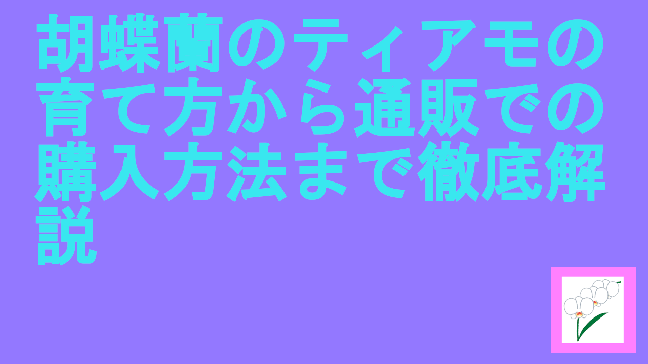 胡蝶蘭のティアモの育て方から通販での購入方法まで徹底解説