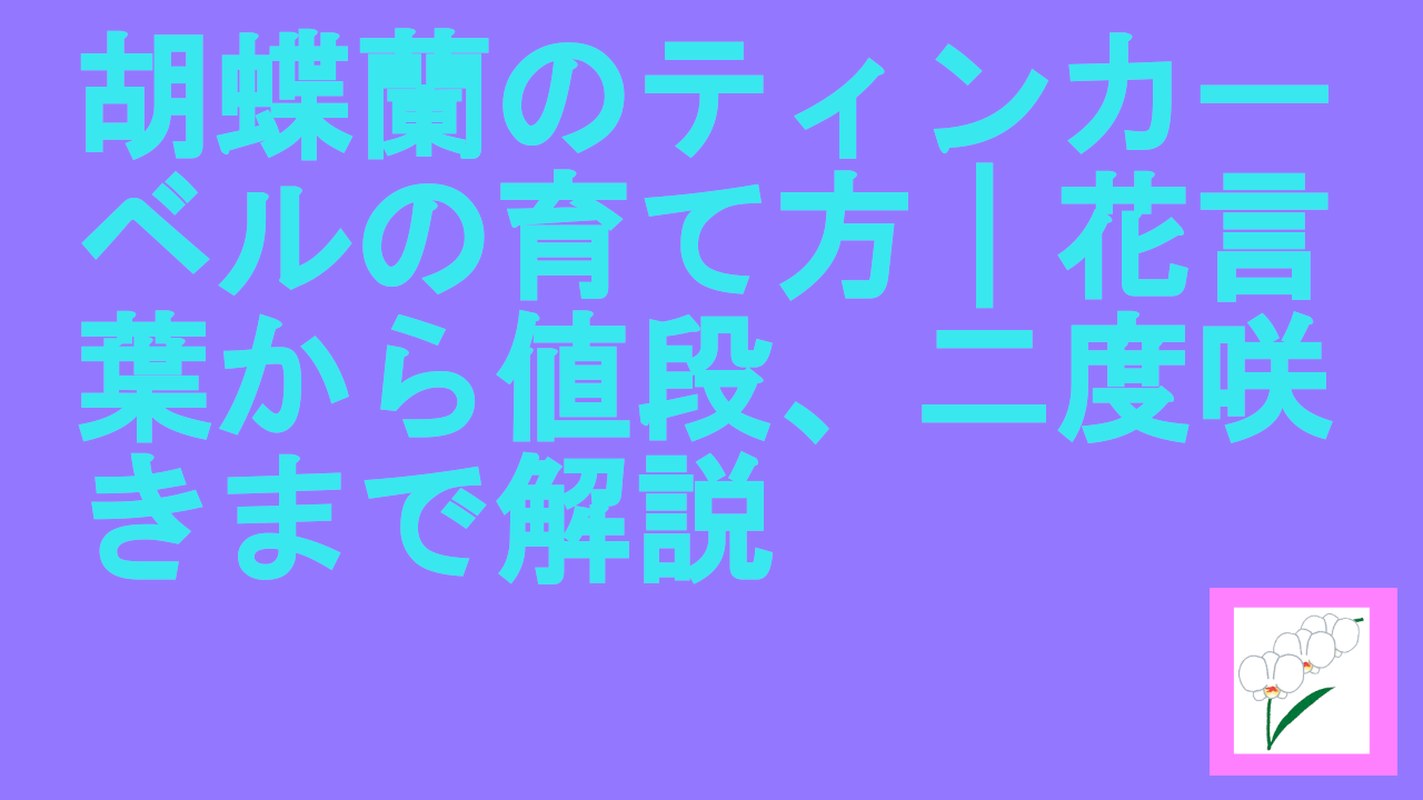 胡蝶蘭のティンカーベルの育て方｜花言葉から値段、二度咲きまで解説