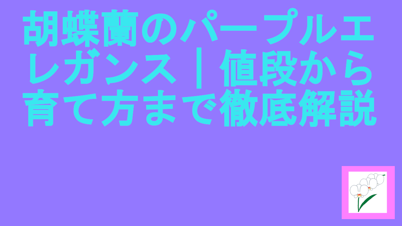 胡蝶蘭のパープルエレガンス｜値段から育て方まで徹底解説