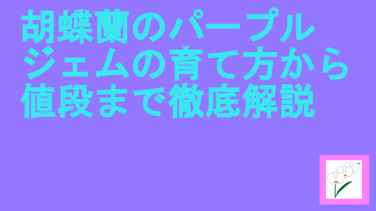 胡蝶蘭のパープルジェムの育て方から値段まで徹底解説