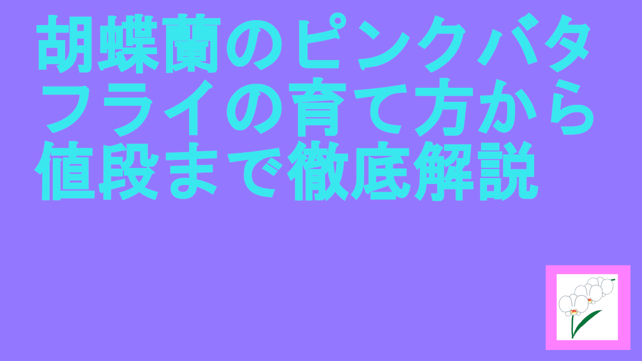 胡蝶蘭のピンクバタフライの育て方から値段まで徹底解説