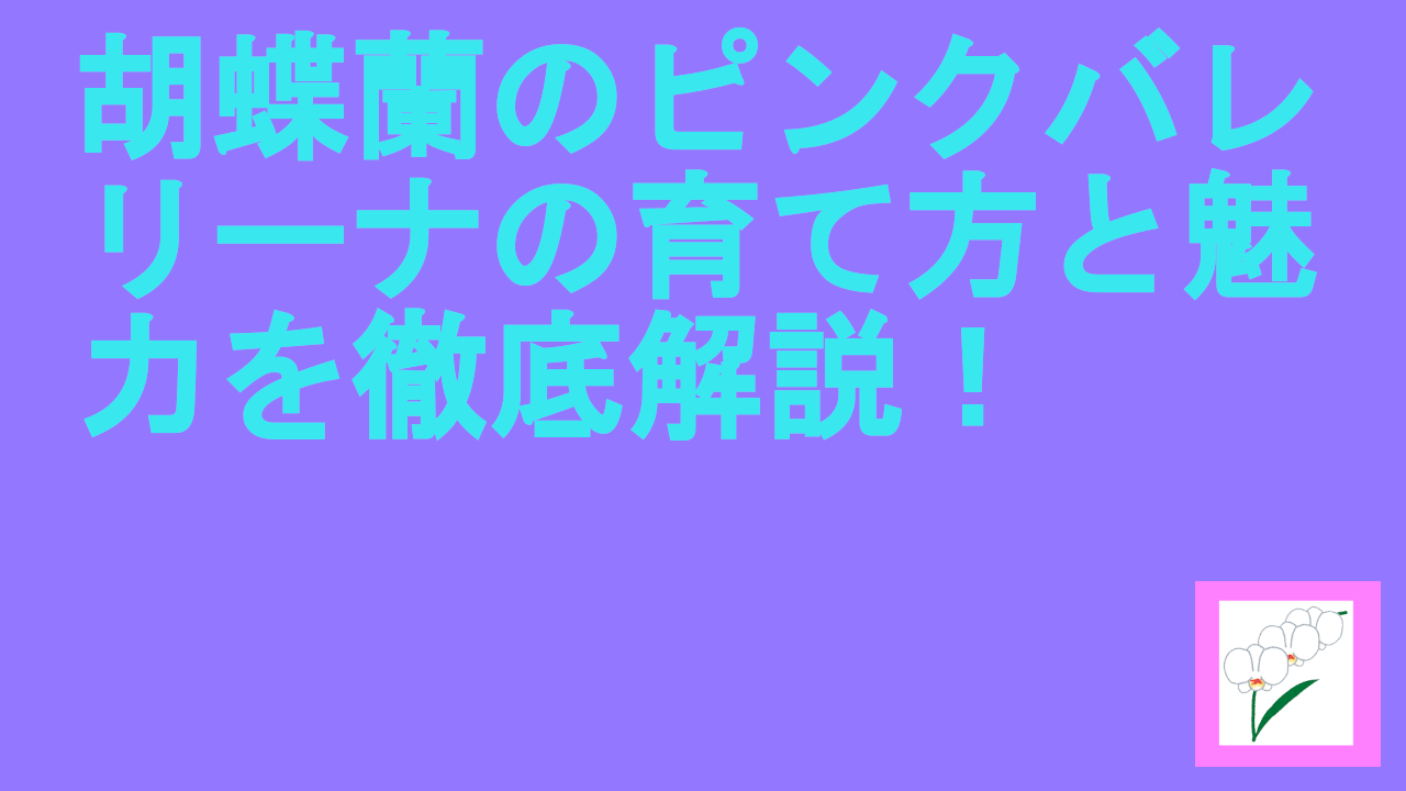 胡蝶蘭のピンクバレリーナの育て方と魅力を徹底解説