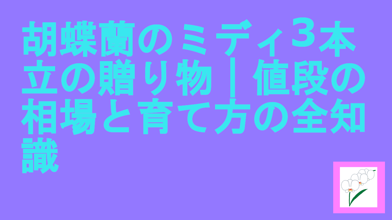 胡蝶蘭のミディ3本立の贈り物｜値段の相場と育て方の全知識