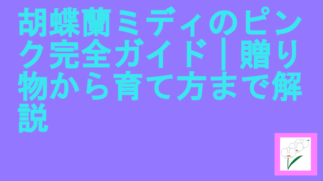 胡蝶蘭ミディのピンク完全ガイド｜贈り物から育て方まで解説
