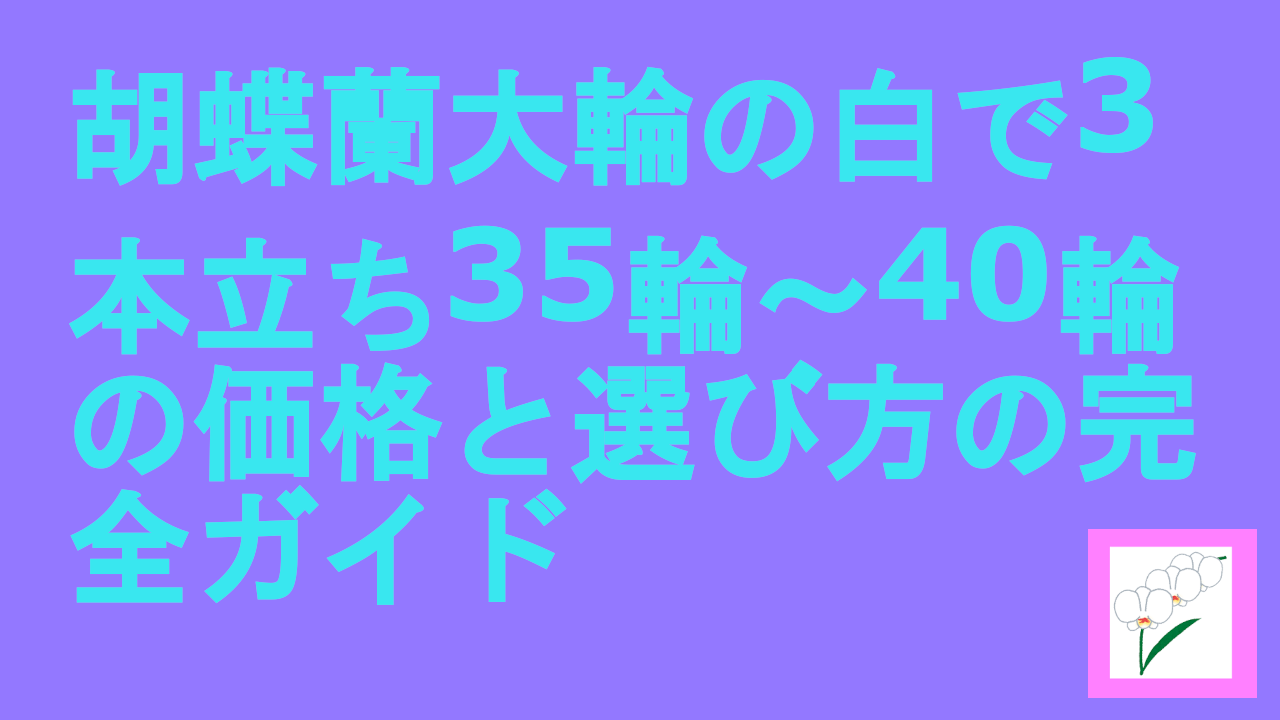 胡蝶蘭大輪の白で3本立ち35輪～40輪の価格と選び方の完全ガイド