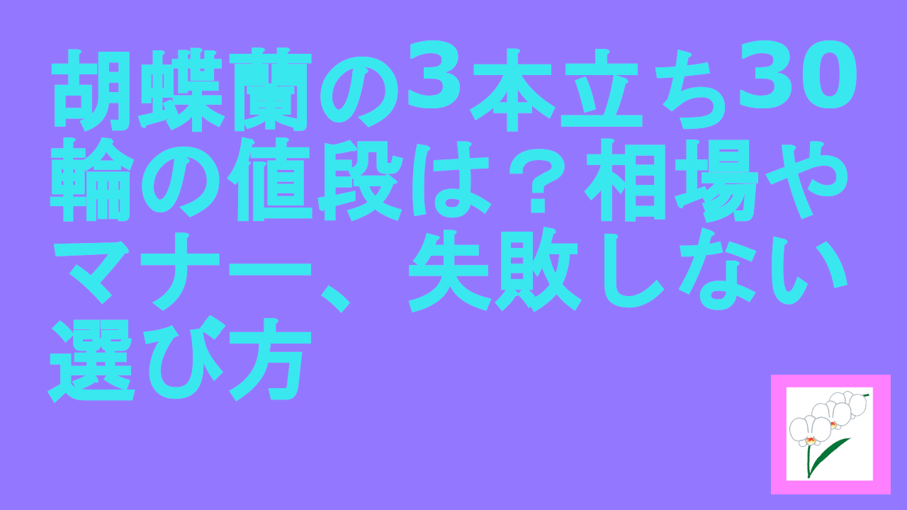 胡蝶蘭の3本立ち30輪の値段は？相場やマナー、失敗しない選び方