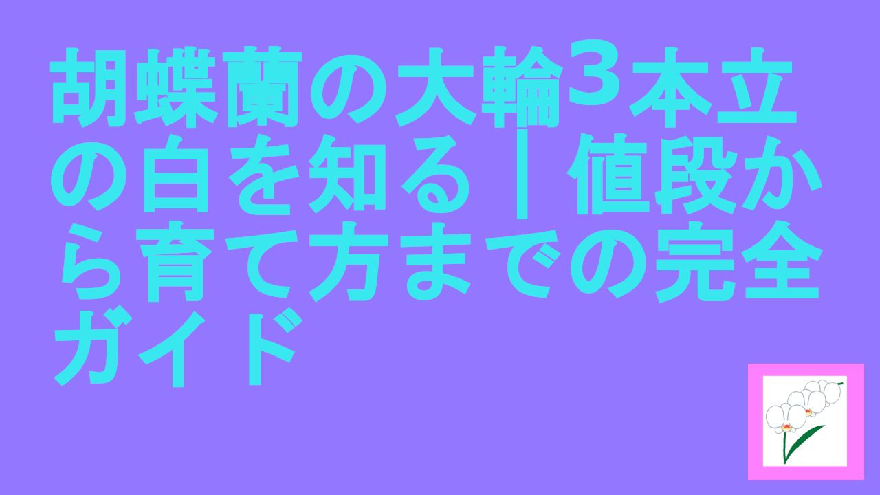 胡蝶蘭の大輪3本立の白を知る｜値段から育て方までの完全ガイド