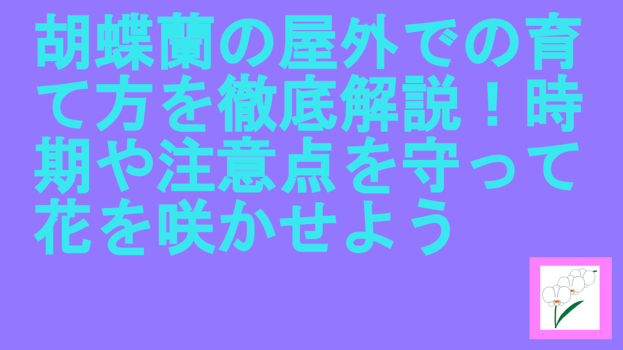 胡蝶蘭の屋外での育て方を徹底解説！時期や注意点を守って花を咲かせよう