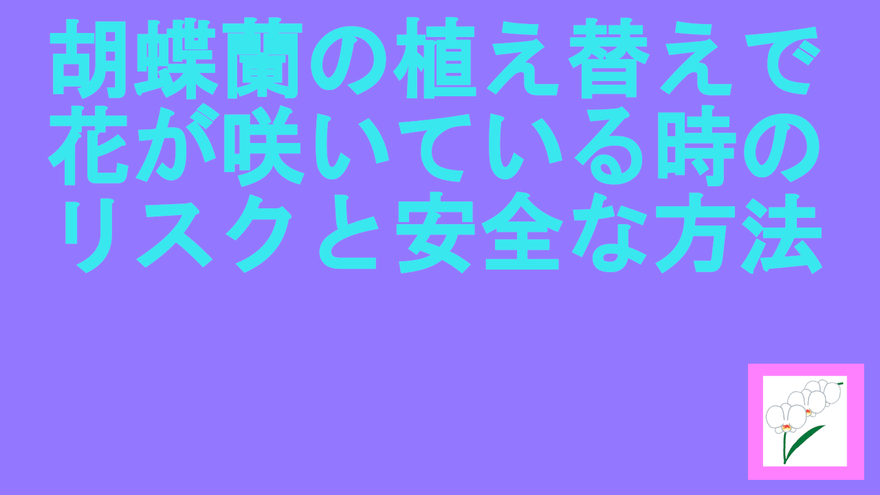 胡蝶蘭の植え替えで花が咲いている時のリスクと安全な方法