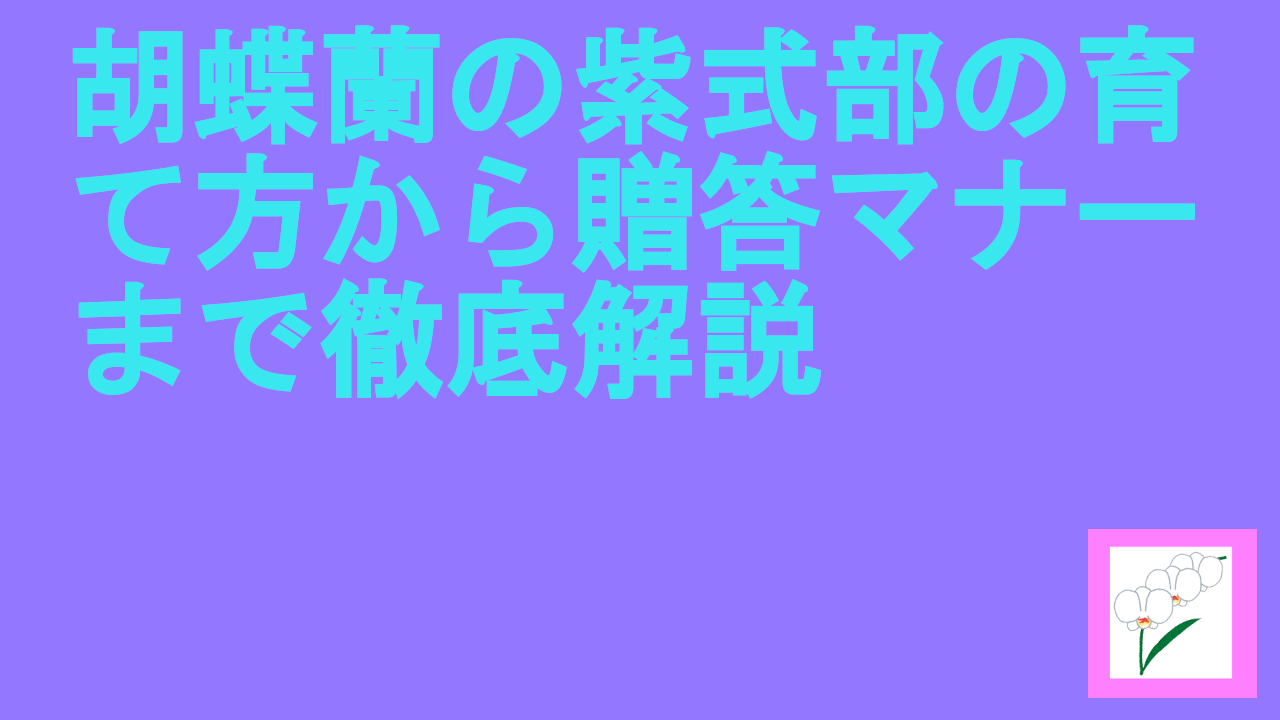 胡蝶蘭の紫式部の育て方から贈答マナーまで徹底解説