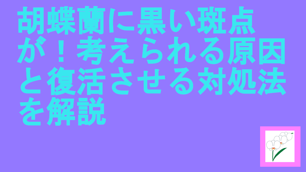 胡蝶蘭に黒い斑点が！考えられる原因と復活させる対処法を解説