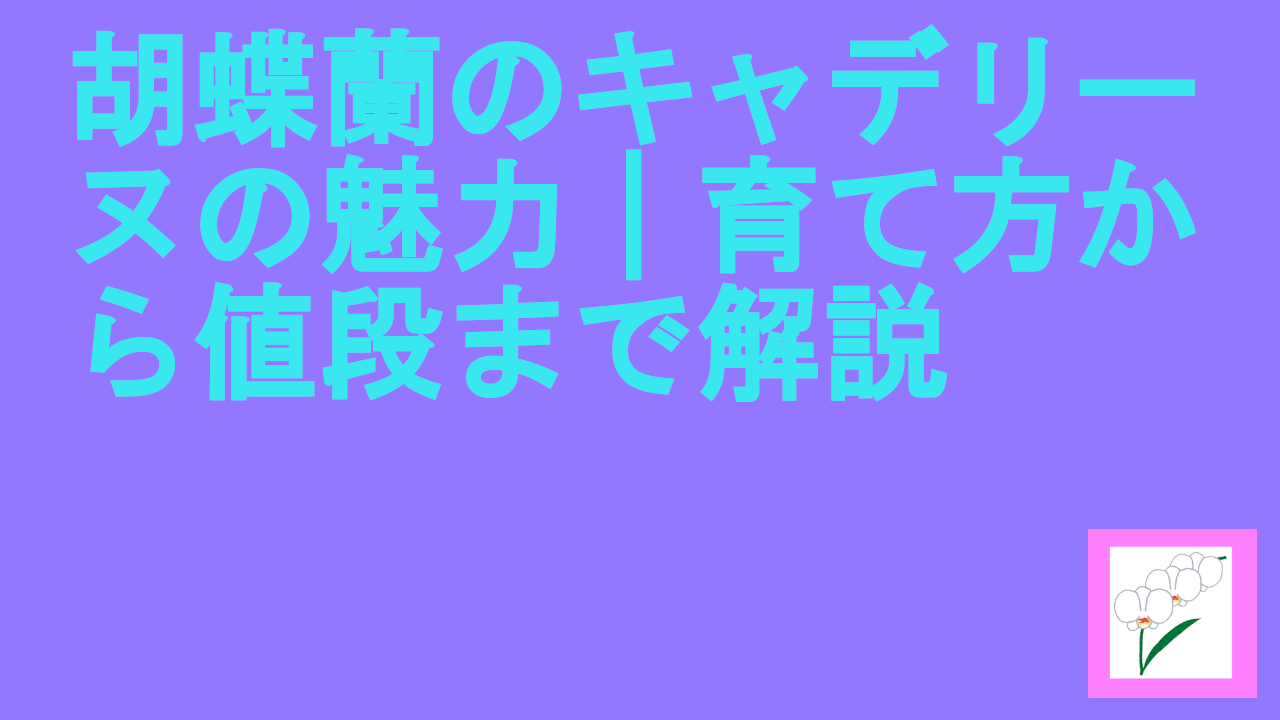 胡蝶蘭のキャデリーヌの魅力｜育て方から値段まで解説