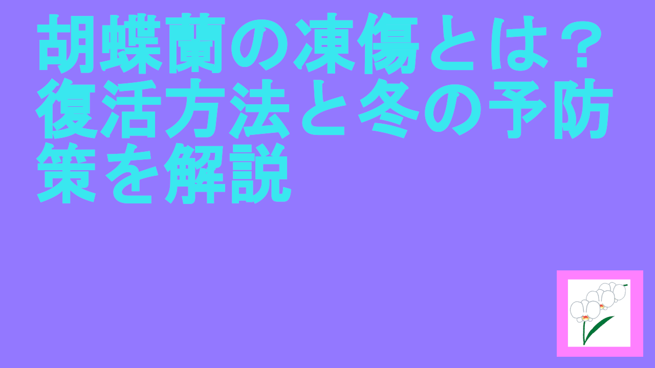 胡蝶蘭の凍傷とは？復活方法と冬の予防策を解説