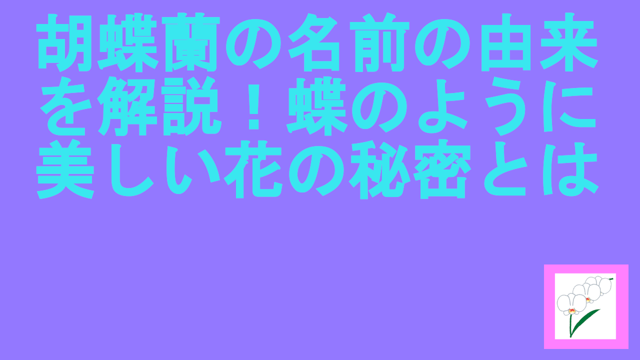 胡蝶蘭の名前の由来を解説！蝶のように美しい花の秘密とは