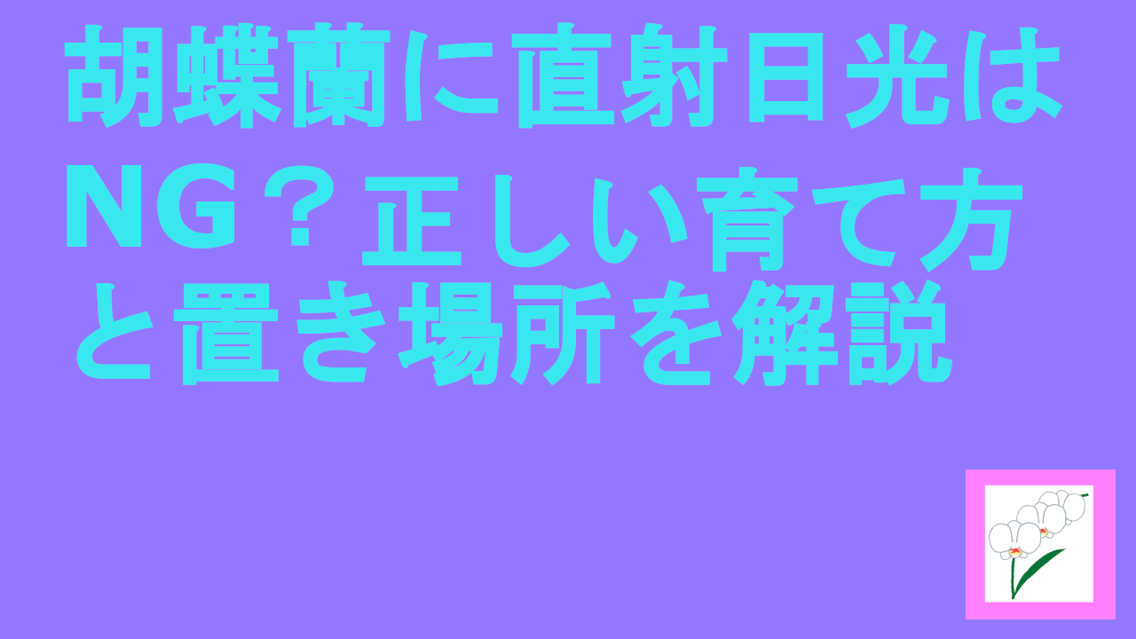 胡蝶蘭に直射日光はNG？正しい育て方と置き場所を解説