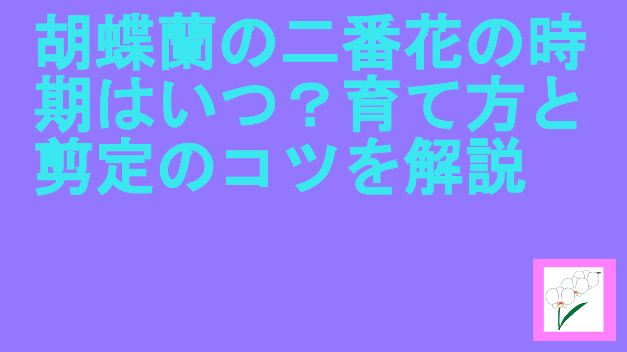 胡蝶蘭の二番花の時期はいつ？育て方と剪定のコツを解説.