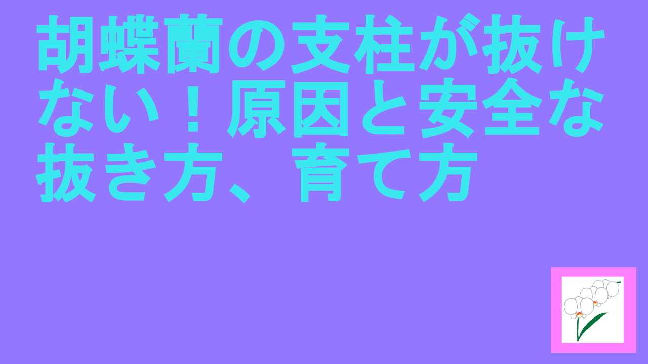 胡蝶蘭の支柱が抜けない！原因と安全な抜き方、育て方