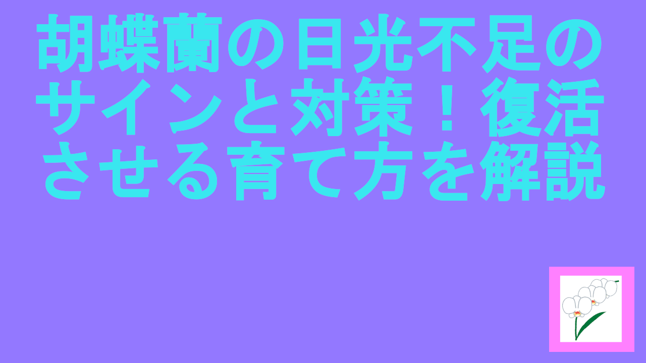 胡蝶蘭の日光不足のサインと対策！復活させる育て方を解説