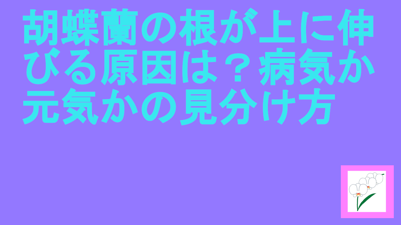 胡蝶蘭の根が上に伸びる原因は？病気か元気かの見分け方