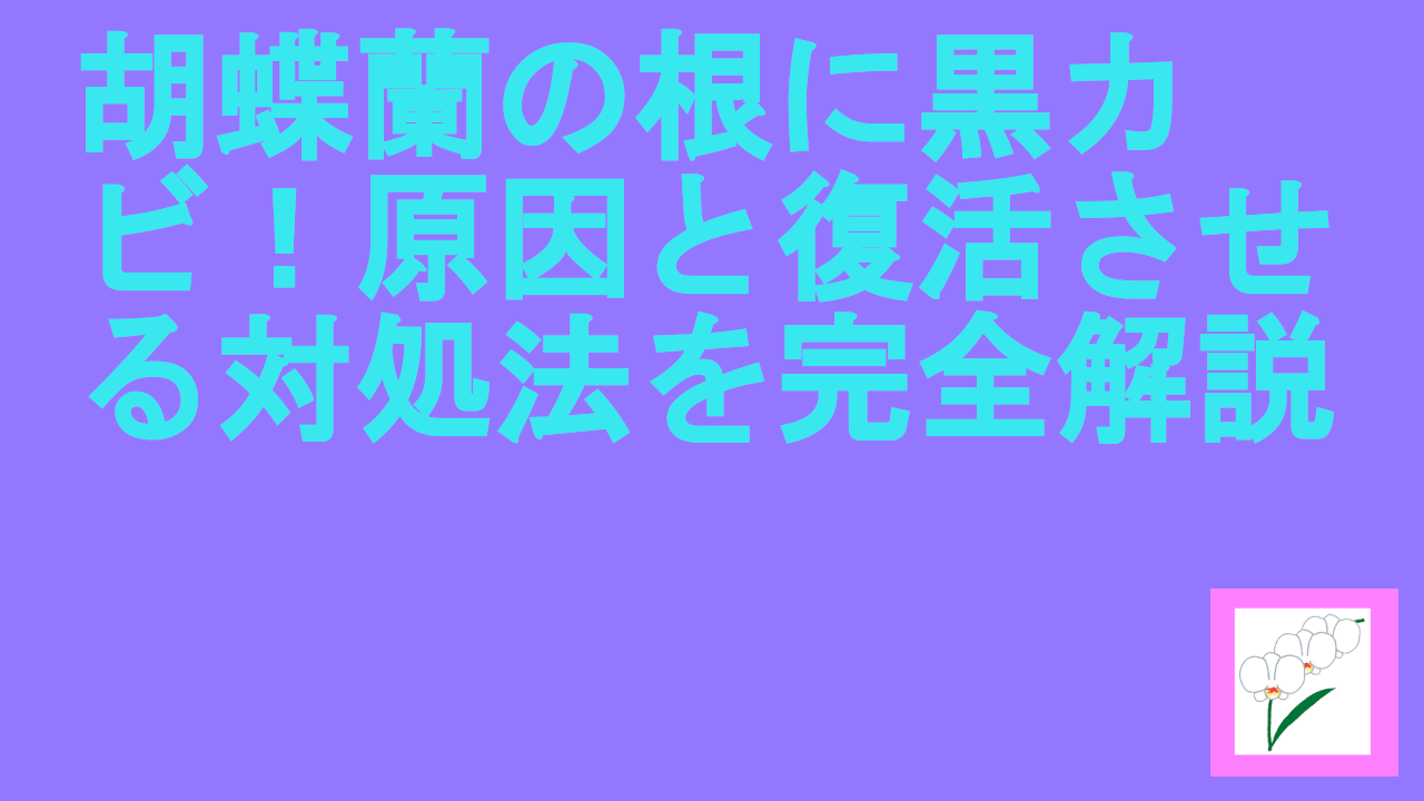 胡蝶蘭の根に黒カビ！原因と復活させる対処法を完全解説