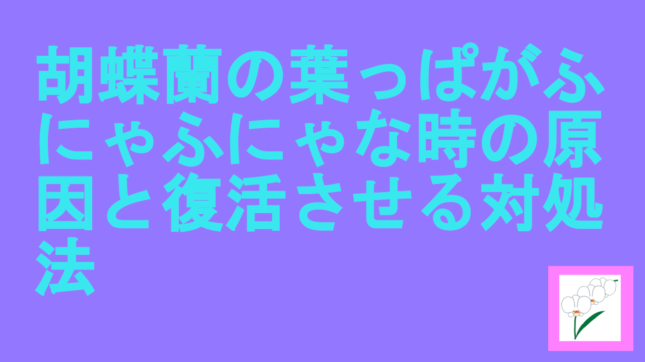 胡蝶蘭の葉っぱがふにゃふにゃな時の原因と復活させる対処法