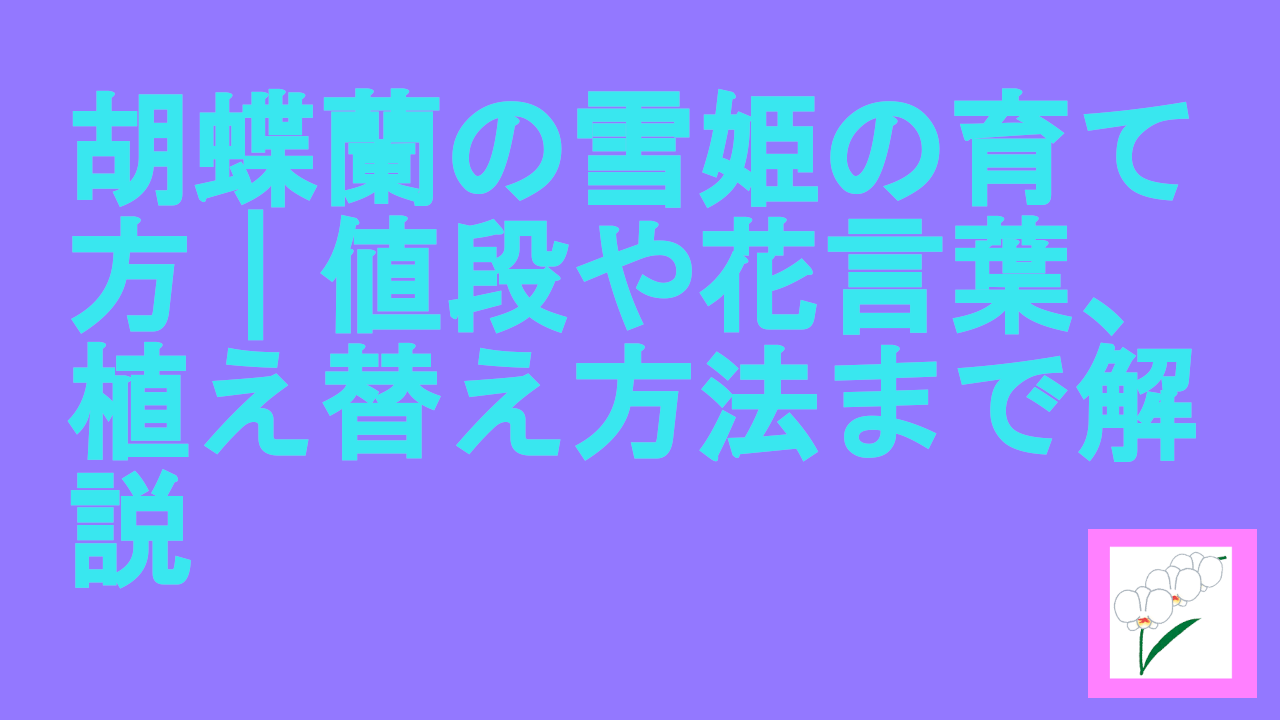 胡蝶蘭の雪姫の育て方｜値段や花言葉、植え替え方法まで解説.