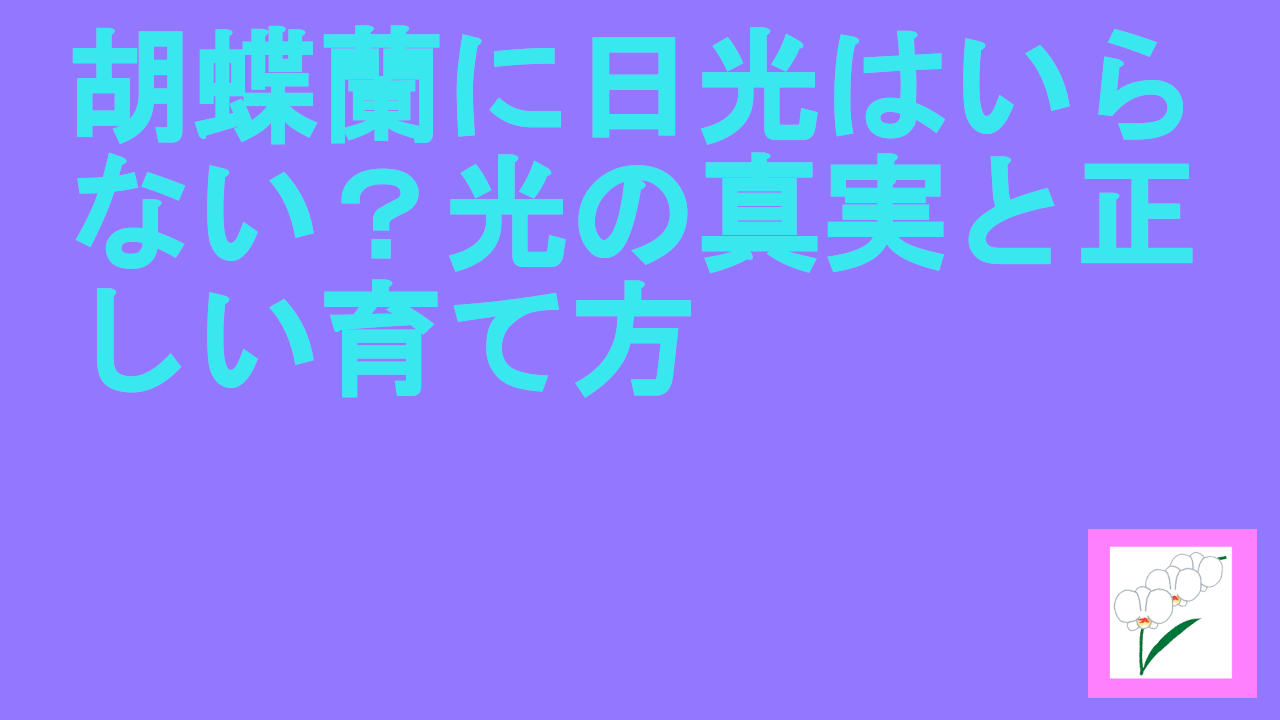 胡蝶蘭に日光はいらない？光の真実と正しい育て方