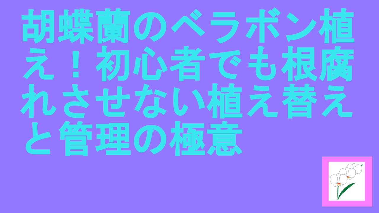 胡蝶蘭のベラボン植え！初心者でも根腐れさせない植え替えと管理の極意