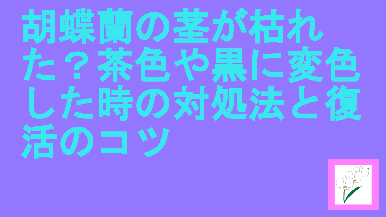 胡蝶蘭の茎が枯れた？茶色や黒に変色した時の対処法と復活のコツ