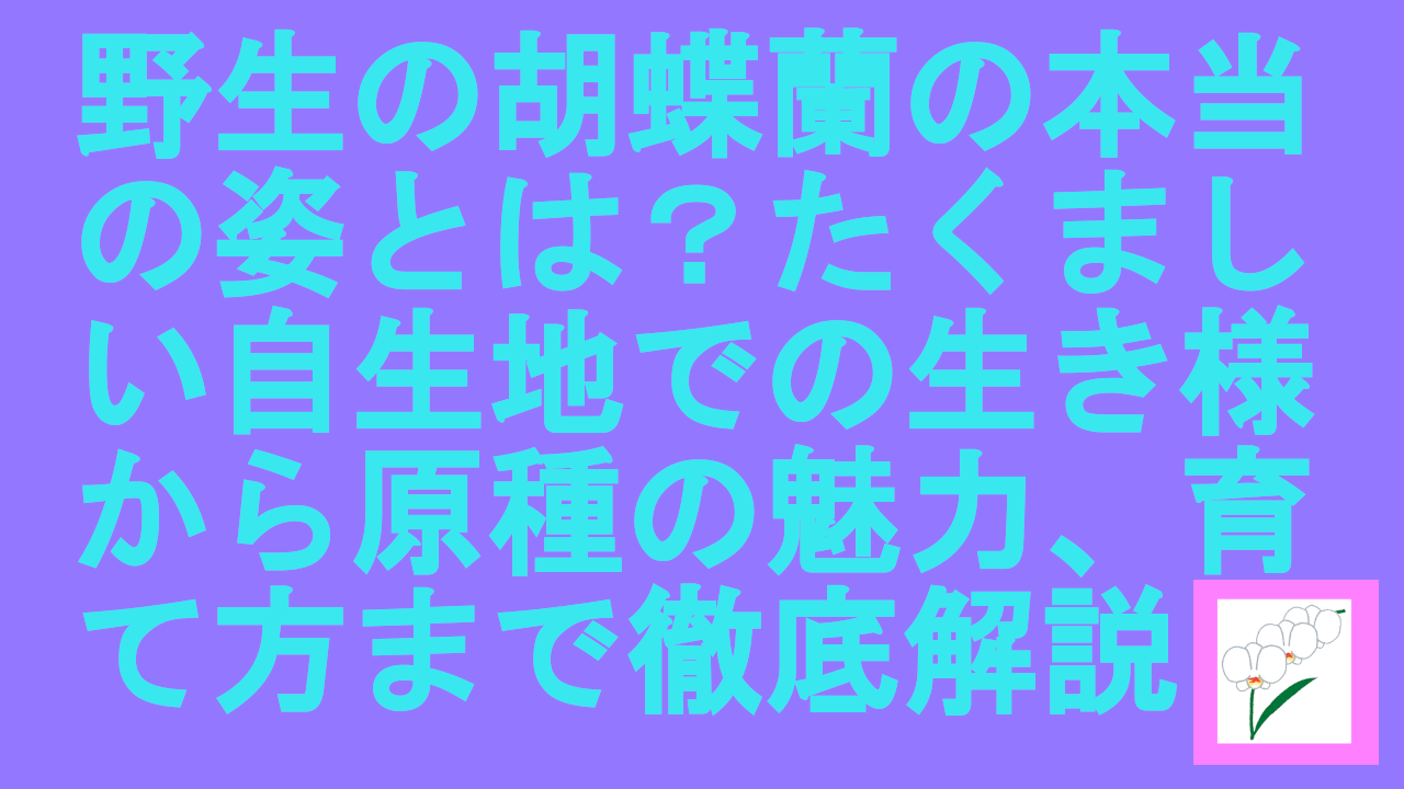 野生の胡蝶蘭の本当の姿とは？たくましい自生地での生き様から原種の魅力、育て方まで徹底解説