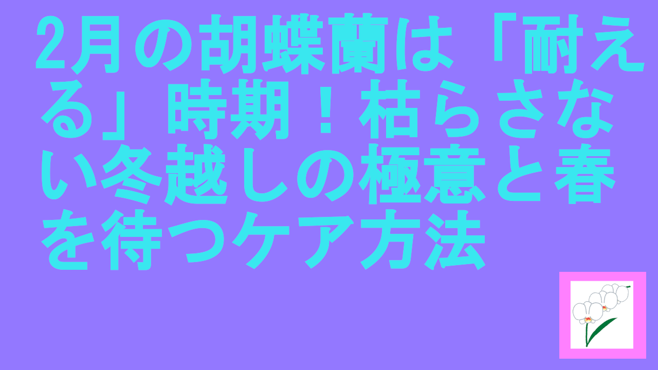 2月の胡蝶蘭は「耐える」時期！枯らさない冬越しの極意と春を待つケア方法