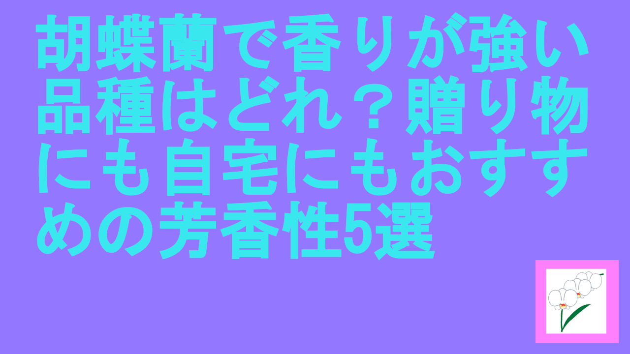 胡蝶蘭で香りが強い品種はどれ？贈り物にも自宅にもおすすめの芳香性5選