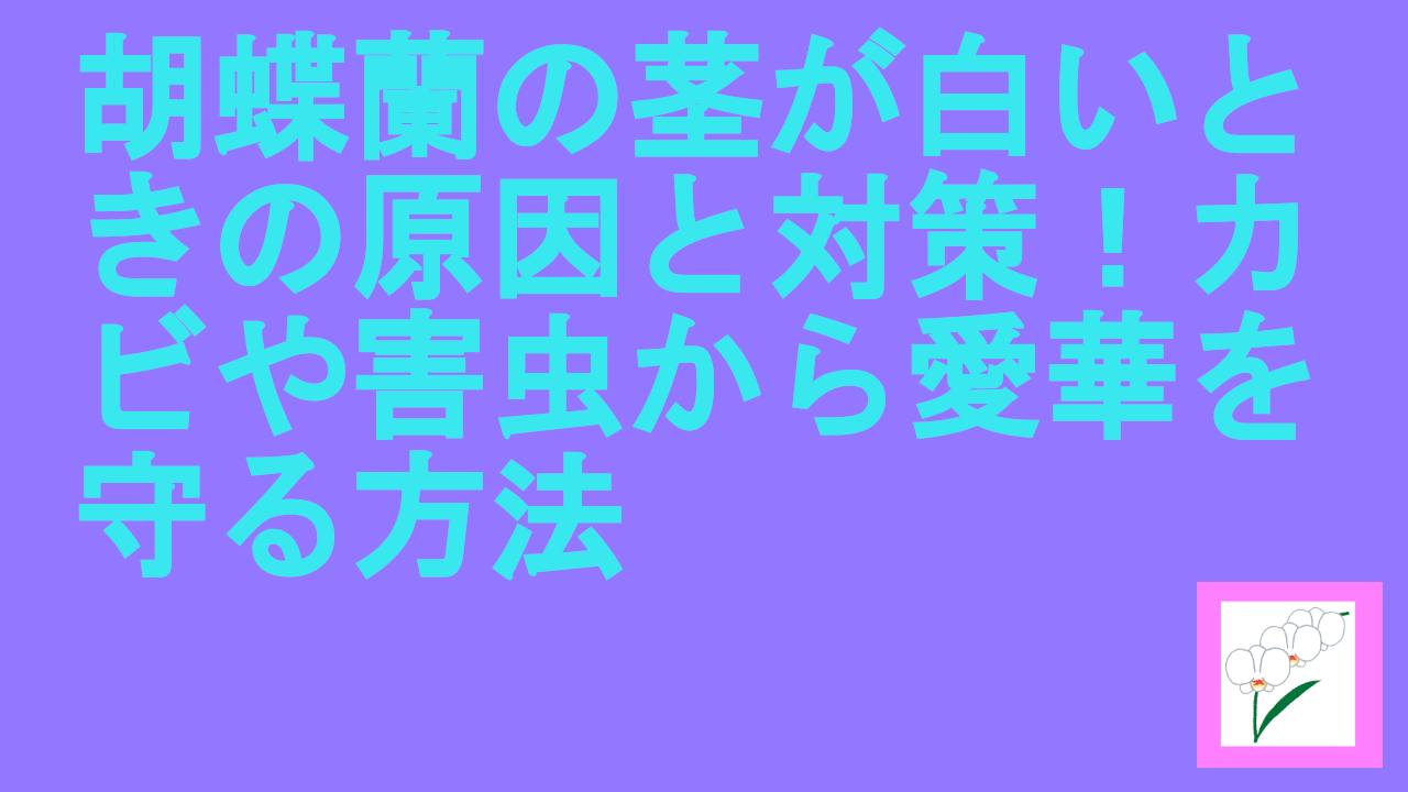 胡蝶蘭の茎が白い