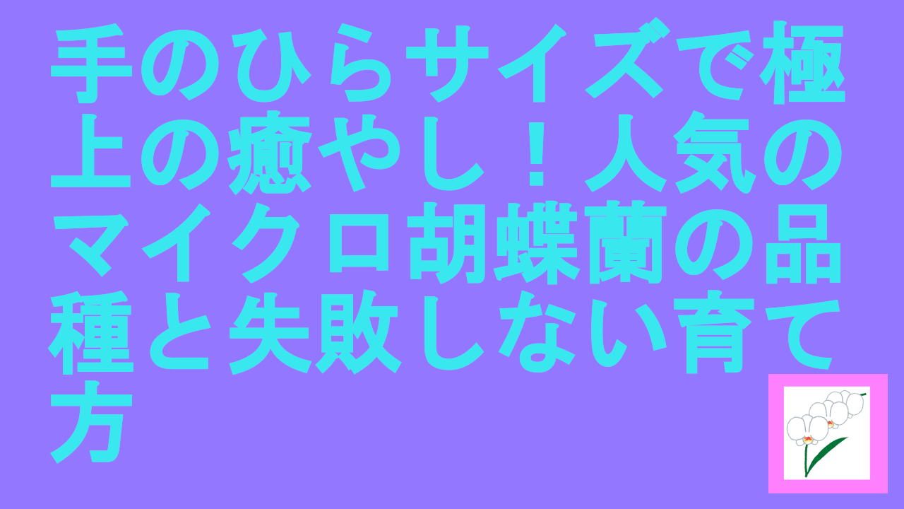 人気のマイクロ胡蝶蘭の品種