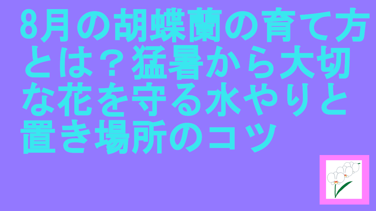 8月の胡蝶蘭の育て方